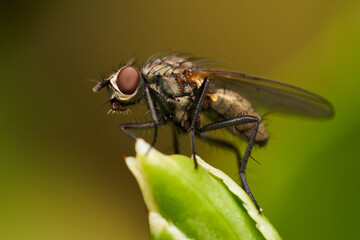 Close up of a fly on a leaf
