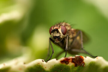 Close up of a fly on a leaf