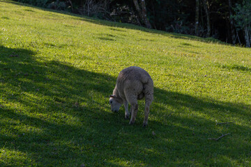 Sheep grazing on green grass in beautiful sunny day.