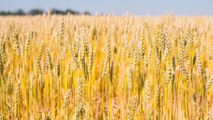 Ripe large golden ears of wheat against the yellow background of the field. Close-up, nature. The idea of a rich summer harvest, farming, agricultural industry for food. Spot focus on spikelet