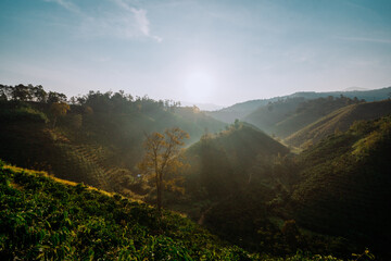 Beautiful scenery in Vietnam, a hill growing coffee in the early drew