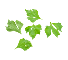 Fresh White mugwort plant (Artemisia lactiflora) transparent png