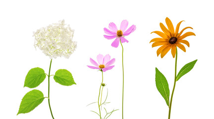 Set of summer flowers on a white background.