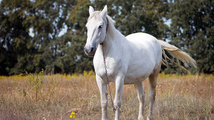 beautiful white horse on dry grass in the field. Arabian horse, white horse stands in an...