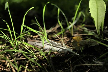 Feather in grass