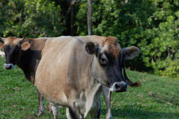 Cows on green grass in sunny day.