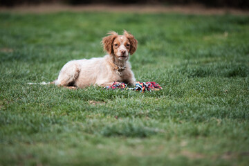 Colorful rescued dog in the backyard. He is  placed in foster care and he is  awaiting adoption