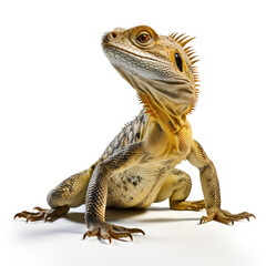 Obraz premium iguana on white background