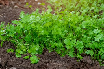 Close up fresh growing green coriander (cilantro) leaves in vegetable plot. green and fresh coriander plant (cilantro ) in growth the vegetable garden
