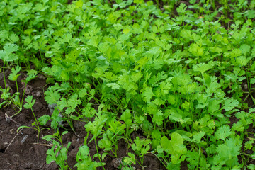 Close up fresh growing green coriander (cilantro) leaves in vegetable plot. green and fresh...