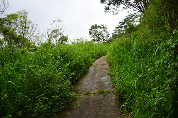 Obraz premium path through the grass