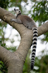 a ring tailed lemur sit on the tree