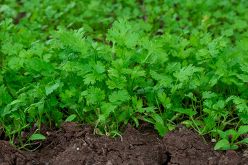 Close up fresh growing green coriander (cilantro) leaves in vegetable plot. green and fresh coriander plant (cilantro ) in growth the vegetable garden