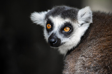 Naklejka na ściany i meble closeup of a ring tailed lemur