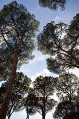 Silhouettes of trees and blue sky in an urban forest