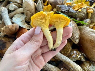 female hand holding orange fresh forest chanterelle mushrooms
