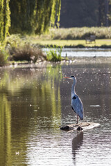 Grey heron standing guard on a log
