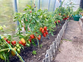 growing tomatoes in a greenhouse
