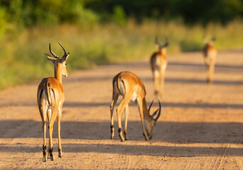 Fototapeta na wymiar Impala glowing in early morning sunrise in natural African bushland habitat