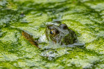 Golden-eyed frog among the algae of a waterhole