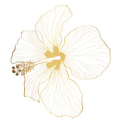 Golden line Hawaiian Hibiscus Flower Chenese Rose. Flora and Isolated Botany Plant with Petals. Tropical Karkade or Bissap Herbal Tea.