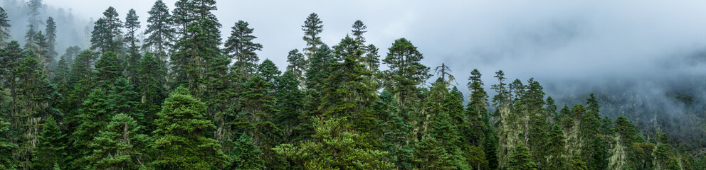 Fototapeta premium Beautiful foggy pine tree forest landscape in Sichuan,China