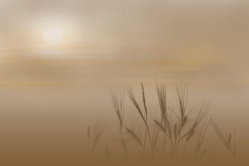 Foggy morning. The sun behind the haze illuminates the misty field. Dark spikelets of wheat on a...