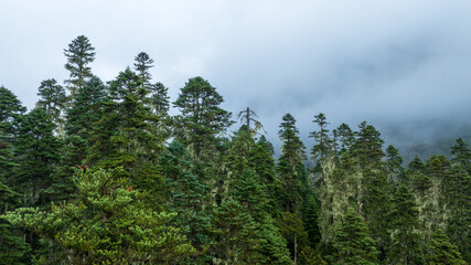 Beautiful foggy pine tree forest landscape in Sichuan,China