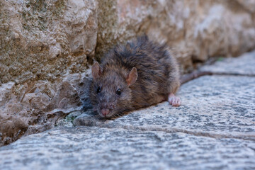 A gray old mouse sits on a stone floor