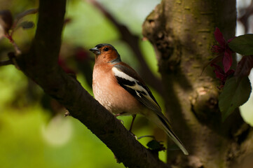 Fototapeta premium robin on a branch