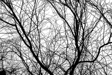 silhouette of a tree with branches 