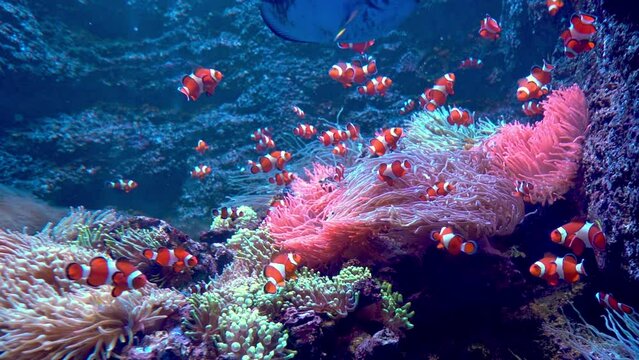 Red-and-white striped fish clown. Fish swim among algae and coral reefs. Ocean floor. Sea life. Shoal of clownfish.