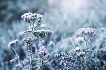 Frost-covered plants in a meadow against a blurred background