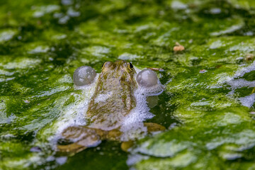 Golden-eyed frog among the algae of a waterhole