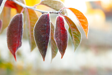 Colorful leaves covered with frost on a tree branch in autumn