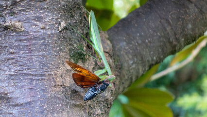 カマキリがアブラゼミを襲う