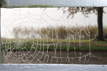 spider web with dew