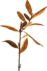 Fall and Autume Dried leaves and Floral