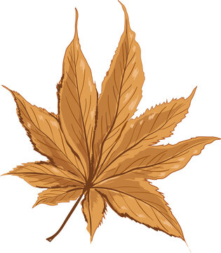 Fall and Autume Dried leaves and Floral