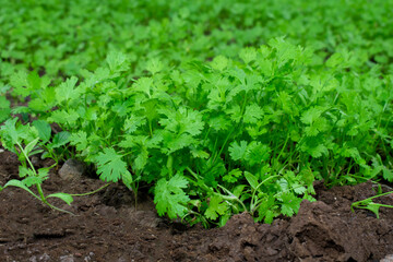 Close up fresh growing green coriander (cilantro) leaves in vegetable plot. green and fresh coriander plant (cilantro ) in growth the vegetable garden