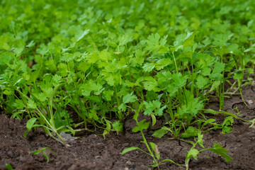 Close up fresh growing green coriander (cilantro) leaves in vegetable plot. green and fresh coriander plant (cilantro ) in growth the vegetable garden