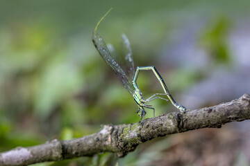 Dragonfly perched on a branch above the water