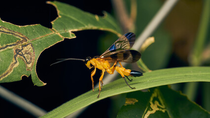 Details of a yellow wasp with blue wings perched on a grass. Joppa