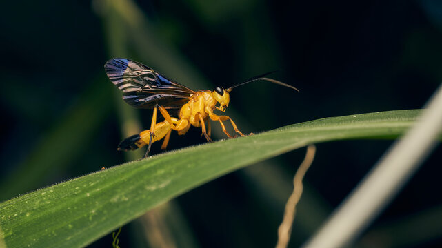 Details of a yellow wasp with blue wings perched on a grass. Joppa