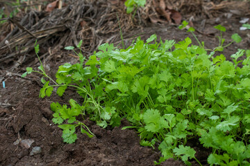 Close up fresh growing green coriander (cilantro) leaves in vegetable plot. green and fresh coriander plant (cilantro ) in growth the vegetable garden