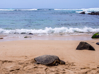 Turtle on Laniakea Beach in the north shore of the Hawaiian island of Oahu - 633685891