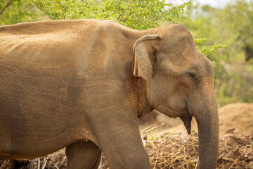 Fototapeta premium Elephant in Udawalawe National Park, Sri Lanka