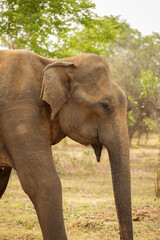 Fototapeta premium Elephant