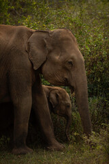 Obraz premium Elephant and her baby