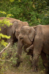 Fototapeta premium Elephant 